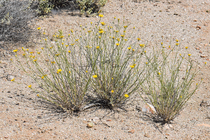 Lacy Tansyaster is found in the lower and upper desert communities, pinyon-juniper and chaparral habitats, sunny open areas, rocky, sandy and gravelly areas. Xanthisma spinulosum